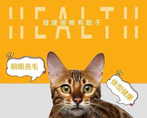 猫咪收集屋内放猫粮，原来如此方便（让爱宠生活更轻松）