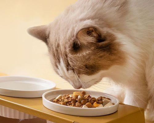 猫咪收集屋内放猫粮，原来如此方便（让爱宠生活更轻松）