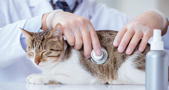 猫咪手术前生化检查的必要性（保障猫咪健康）