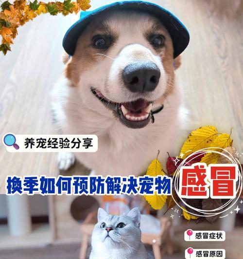 宠物猫咪感冒应该吃什么药（掌握这些常见的药物治疗猫咪感冒）