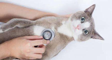 猫咪输血手术费用一览（宠物健康保障）
