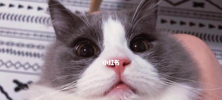 宠物猫咪刷牙的正确时间（宠物猫咪刷牙的周期）