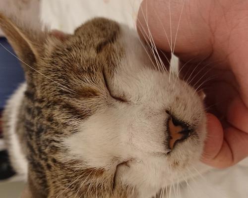 猫咪淋巴结肿大，如何照顾？