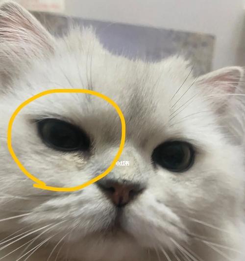 宠物猫咪双眼流泪有黄眼屎（如何识别猫咪眼部疾病）