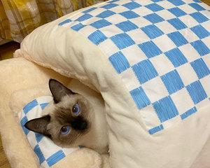 DIY猫咪睡袋，让爱宠感受温馨呵护（教你手工制作独一无二的猫咪睡袋）