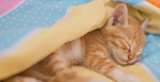 猫咪为何喜欢把东西放到枕头下？