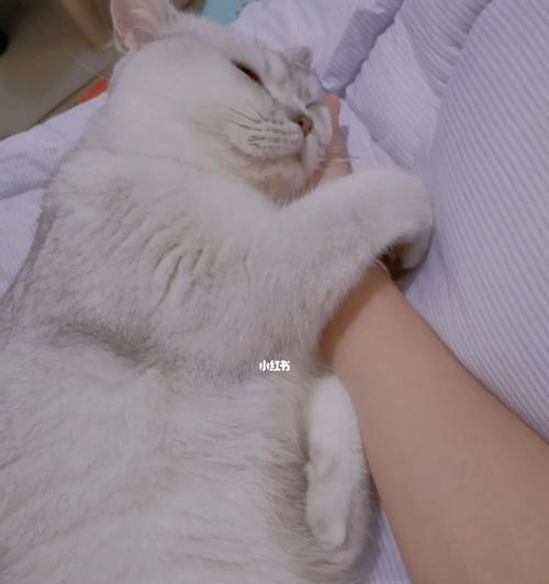 为什么猫咪睡觉喜欢抱着后腿（探究猫咪睡姿的心理和生理原因）
