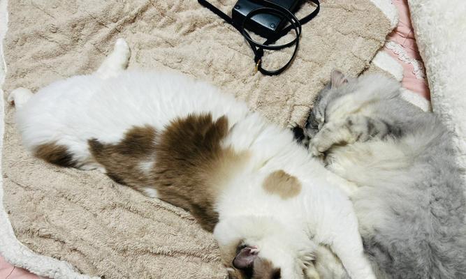为什么猫咪睡觉喜欢抱着后腿（探究猫咪睡姿的心理和生理原因）