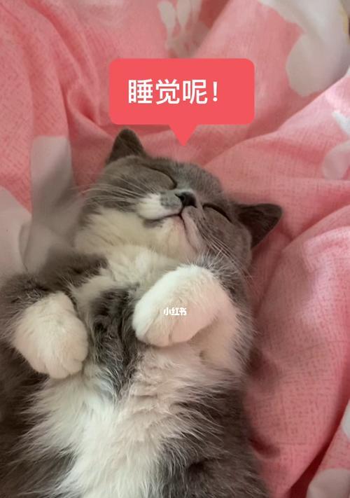 猫咪睡觉后的“呼噜声”究竟是什么（揭开猫咪睡觉后的秘密）