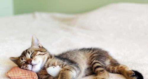 揭秘猫咪睡觉呼吸时快时慢的奥秘（从宠物的角度看待猫咪的睡眠习惯）