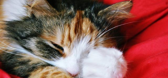宠物猫咪睡觉会吵醒吗？