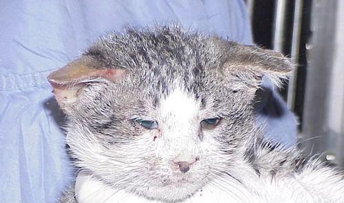 宠物猫咪睡觉流口水溃疡的成因与预防（猫咪的睡眠习惯）