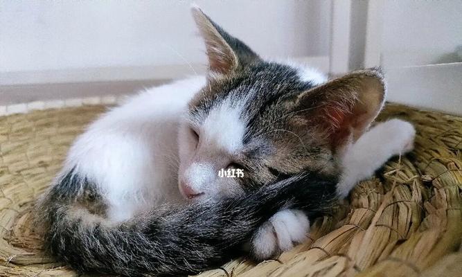如何让宠物猫咪睡得更舒适——洗脸是关键（为什么要让猫咪洗脸）