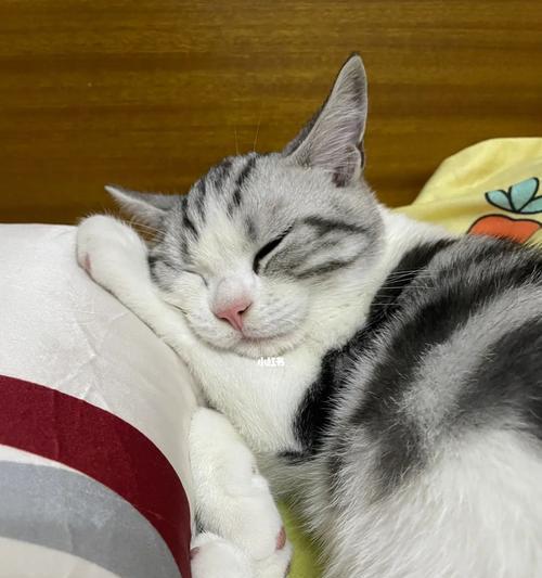 探秘猫咪睡觉时的抽抽现象（宠物世界里的神奇现象）
