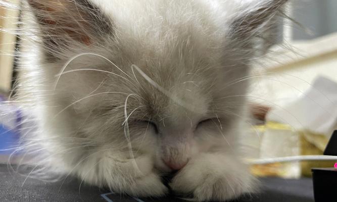 揭秘猫咪睡觉时耳朵有点热的原因（探究猫咪的睡眠习惯和身体特征）