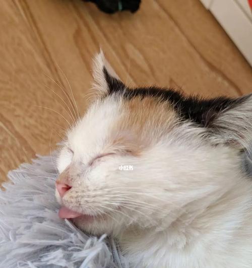 揭秘猫咪睡觉时耳朵有点热的原因（探究猫咪的睡眠习惯和身体特征）