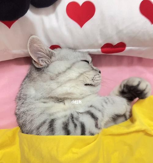 猫咪睡觉的奇妙翻身之谜（揭秘宠物的睡眠习惯及其对健康的影响）