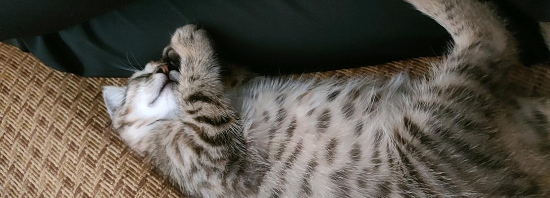 为什么猫咪睡觉时会频繁甩头？