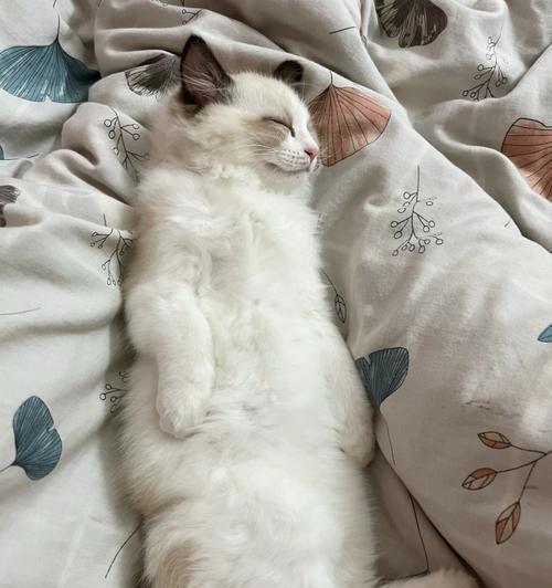 猫咪睡觉为何会腿抽搐（探究猫咪睡觉时腿抽搐的原因及应对方法）