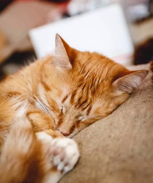 猫咪为什么喜欢蜷身睡觉（探究猫咪睡姿的奥秘）