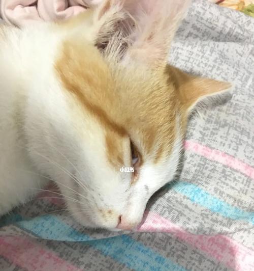 猫咪睡觉为什么会翻白眼（探究猫咪的睡姿和健康）