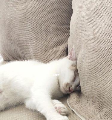 为什么猫咪喜欢卷着睡（探究猫咪睡觉习惯的奥秘）