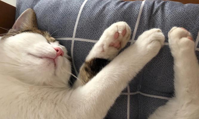 宠物猫咪为何睡觉一边捶自己脑袋（探究猫咪睡觉时捶头的原因及对健康的影响）