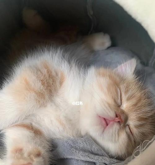 揭秘猫咪睡觉的奇怪习惯（从宠物的角度探究猫咪睡觉的神奇之处）