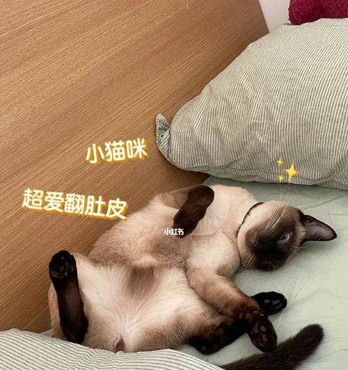 猫咪被投诉（以宠物为主）