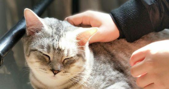 如何给太小的猫咪洗耳朵（宠物养护必备）