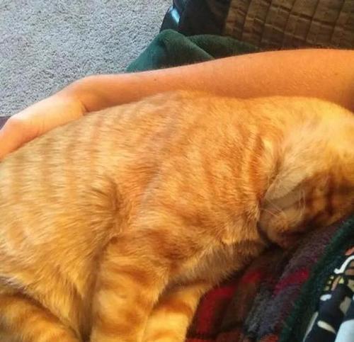 猫咪躺在主人的胸口，感受爱与归属（如何让猫咪舒适地躺在你的胸口上）
