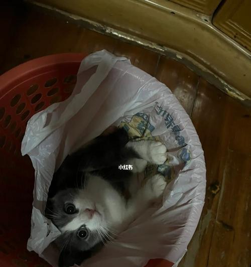猫咪套垃圾袋神器——让宠物家庭轻松生活