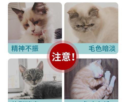 猫咪除虫费用全解析（从宠物健康角度出发）