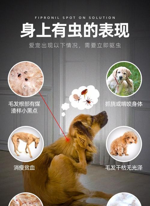 猫咪体外驱虫（一次简单的预防）