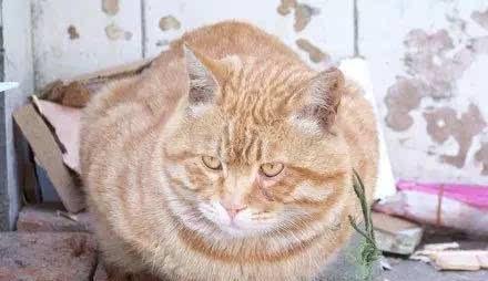 猫咪为什么体重没变但看上去瘦了（探寻宠物健康饮食的秘密）