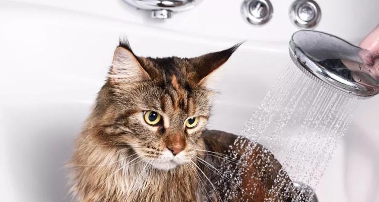 猫咪剃毛后的洗澡时间（宠物猫咪护理小贴士）
