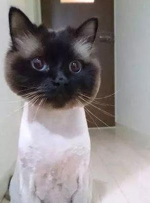 猫咪剃毛造型，让你的宠物更时尚（以猫咪剃毛造型打造可爱时尚的宠物生活）