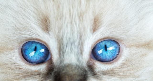 猫咪瞳孔小的原因及影响（探究猫咪天生瞳孔偏小的科学原理与对宠物的影响）