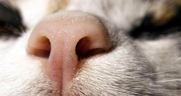 如何让猫咪停止舔鼻子（探讨猫咪行为的原因和应对策略）