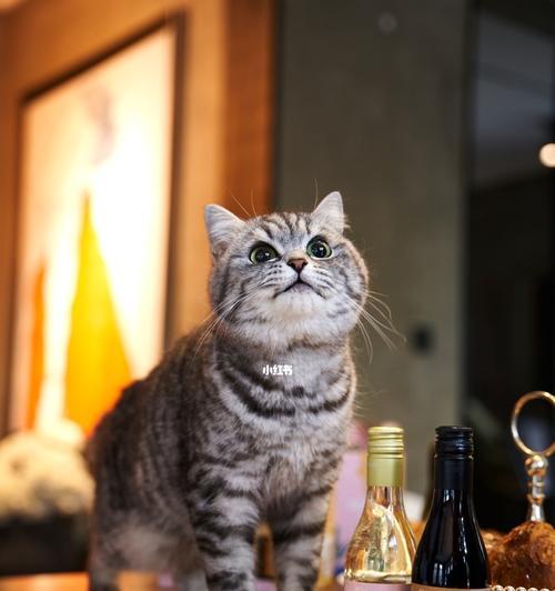 宠物猫误喝酒怎么办（猫咪的身体不能承受酒精）