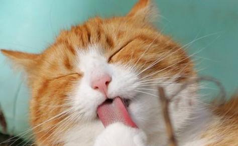 猫咪为什么会舔毛（从宠物健康和行为角度分析）