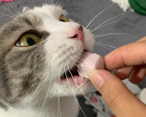 猫咪舔酸奶流眼泪的原因剖析（揭秘宠物喝酸奶引发的健康问题和生理反应）