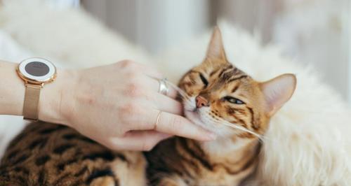 猫咪舔头发的原因及如何应对（宠物舔头发带来的影响及注意事项）