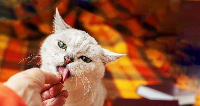 宠物猫咪为什么喜欢舔爪子（了解猫咪舔爪子的原因及意义）