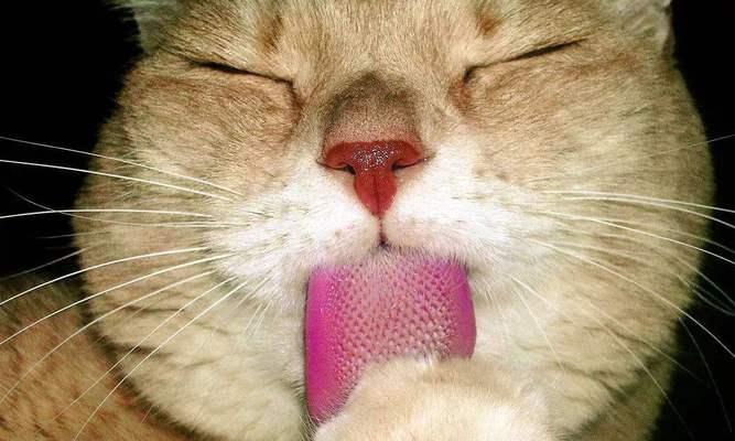 宠物猫咪为什么会舔自己呕吐物（了解猫咪的天性）