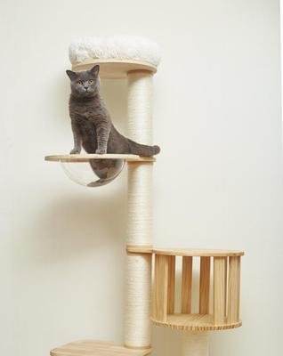 以猫咪跳板，选择何种木材（宠物爱好者必知的木材选择指南）