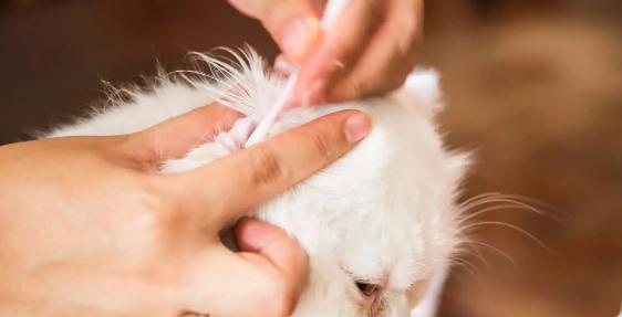 如何清洗宠物猫咪身上的跳蚤（选择正确的洗浴用品让猫咪远离跳蚤）