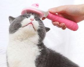 猫咪为什么听到梳子声音会恶心（探究猫咪对梳子声音的敏感度及其原因）