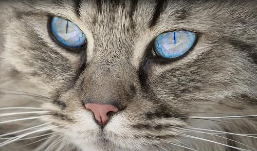 揭秘猫咪瞳孔白色絮状物（探寻病因）