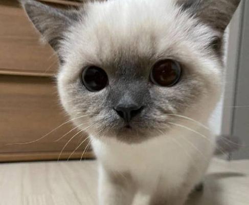 揭秘猫咪瞳孔白色絮状物（探寻病因）